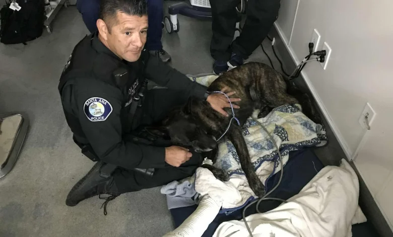 LAPD