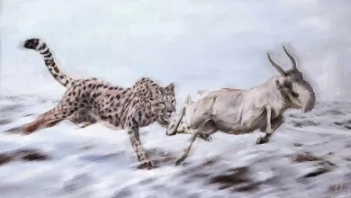 Cheetah